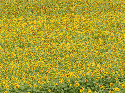 40256 (a): :1600x1200